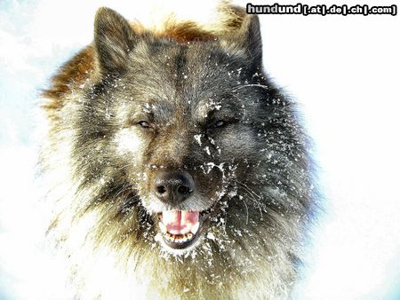 Deutscher Wolfsspitz Hunde Foto 18177 in höherer Auflösung ansehen Deutscher Wolfsspitz Filou liebt den Winter