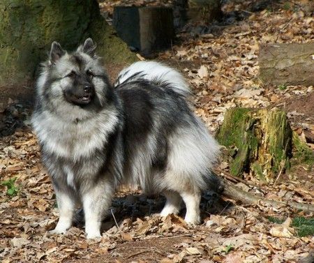 Deutscher Wolfsspitz Hunde Foto 32408 Deutscher Wolfsspitz Wolfsspitz Hündin