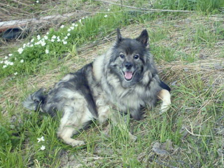 Deutscher Wolfsspitz Hunde Foto 36369 in höherer Auflösung ansehen Deutscher Wolfsspitz Alice v. Isarblick (Bessy)