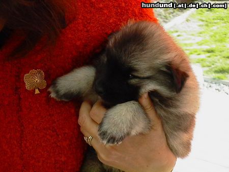 Deutscher Wolfsspitz Hunde Foto 3367 Deutscher Wolfsspitz mit dreieinhalb Wochen hat mich Frauchen erwählt