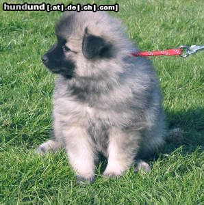 Deutscher Wolfsspitz Hunde Foto 3368 Deutscher Wolfsspitz mit 7 Wochen genieße ich die Frühlingssonne
