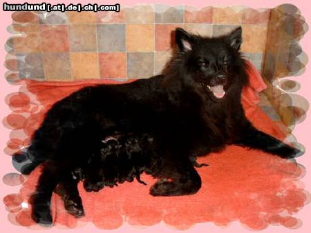 Deutscher Wolfsspitz Hunde Foto 13678 Deutscher Wolfsspitz 7 Schwarze Großspitzwelpen von der Arnolds Eiche,geboren am 31.7.2004