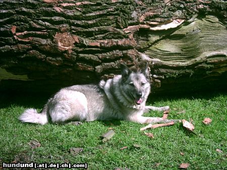 Deutscher Wolfsspitz Hunde Foto 11219 Deutscher Wolfsspitz Meine süße Gina!!