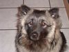 Deutscher Wolfsspitz Hund