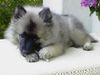 Deutscher Wolfsspitz Foto: Mit 11 Wochen macht das Kauen großen Spaß! (ID 3793) Deutscher Wolfsspitz Hund