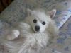 Deutscher Wolfsspitz Hund