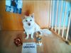 Deutscher Wolfsspitz Hund