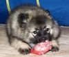 Deutscher Wolfsspitz Foto: Wolfspitz-Welpe (ID 45171) Deutscher Wolfsspitz Hund