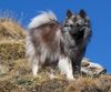 Deutscher Wolfsspitz Foto: Wolfspitz-Hündin (ID 45170) Deutscher Wolfsspitz Hund