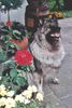 Deutscher Wolfsspitz Foto: ein stets aufmerksamer und freundlicher Hund (ID 2644) Deutscher Wolfsspitz Hund