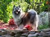 Deutscher Wolfsspitz Foto: Wolfsspitz-Hündin (ID 45172) Deutscher Wolfsspitz Hund