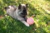 Deutscher Wolfsspitz Hund