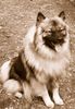 Deutscher Wolfsspitz Hund