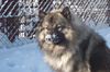 Deutscher Wolfsspitz Hund