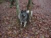 Deutscher Wolfsspitz Hund