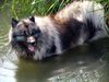 Deutscher Wolfsspitz Hund