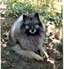 Deutscher Wolfsspitz Hund