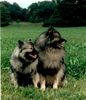 Deutscher Wolfsspitz Foto: Falk und Ella (ID 4440) Deutscher Wolfsspitz Hund