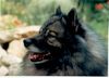 Deutscher Wolfsspitz Foto: Vorsicht, Frauchen rennt wieder mit dem (ID 4441) Deutscher Wolfsspitz Hund