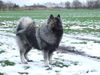 Deutscher Wolfsspitz Hund
