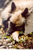 Deutscher Wolfsspitz Hund