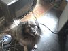 Deutscher Wolfsspitz Hund