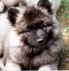 Deutscher Wolfsspitz Foto: So sah ich mal aus mit 9 Wochen - heute bin ich ein Multichampion (ID 4442) Deutscher Wolfsspitz Hund