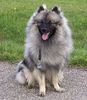 Deutscher Wolfsspitz Hund