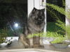 Deutscher Wolfsspitz Foto: Tina alias Coreija vom Alten Helenenhof (ID 24459) Deutscher Wolfsspitz Hund
