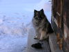 Deutscher Wolfsspitz Hund