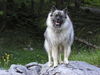 Deutscher Wolfsspitz Hund