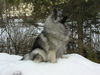 Deutscher Wolfsspitz Foto: Tina alias (ID 24446) Deutscher Wolfsspitz Hund