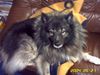 Deutscher Wolfsspitz Hund