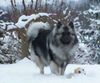 Deutscher Wolfsspitz Foto: Wolfspitz-Hündin (ID 45169) Deutscher Wolfsspitz Hund