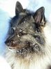 Deutscher Wolfsspitz Hund