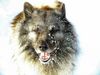 Deutscher Wolfsspitz Hund