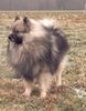 Deutscher Wolfsspitz Hund