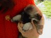 Deutscher Wolfsspitz Foto: mit dreieinhalb Wochen hat mich Frauchen erwählt (ID 3367) Deutscher Wolfsspitz Hund