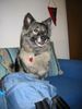 Deutscher Wolfsspitz Hund