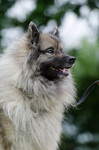 Deutscher Wolfsspitz Hund