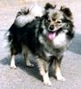 Deutscher Wolfsspitz Hund