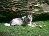 Deutscher Wolfsspitz Hund