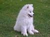 Deutscher Wolfsspitz Hund