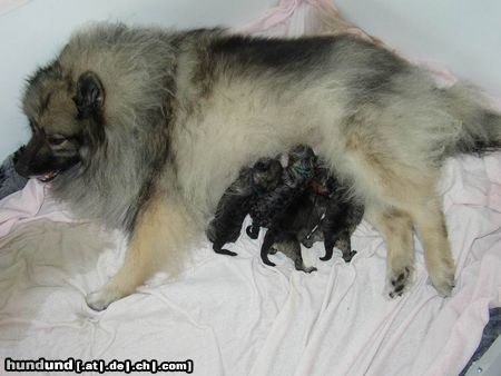 Deutscher Wolfsspitz Hunde Foto 13668 Deutscher Wolfsspitz Unser A-Wurf, geboren am 07.08.2004. Es sind 3 Rüden und 1 Hündin