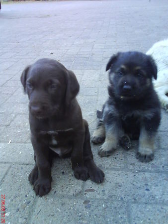 Deutsch Kurzhaar Hunde Foto 43443 in höherer Auflösung ansehen Deutsch Kurzhaar