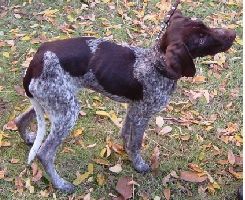 Deutsch Kurzhaar Hunde Foto 26817 Deutsch Kurzhaar
