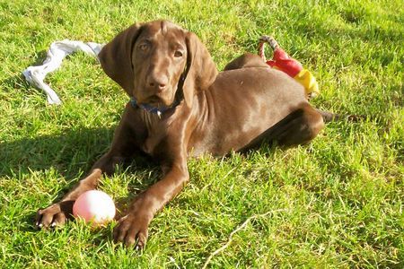 Deutsch Kurzhaar Hunde Foto 38567 in höherer Auflösung ansehen Deutsch Kurzhaar Chini als Welpe