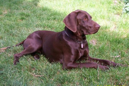 Deutsch Kurzhaar Hunde Foto 38568 in höherer Auflösung ansehen Deutsch Kurzhaar Chini mit 10 Monate