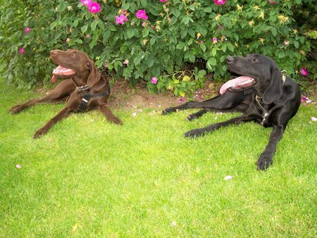 Deutsch Kurzhaar Hunde Foto 38726 in höherer Auflösung ansehen Deutsch Kurzhaar