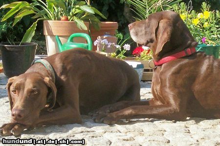 Deutsch Kurzhaar Hunde Foto 45887 in höherer Auflösung ansehen Deutsch Kurzhaar Chini u. Camillo wir haben Feierabend